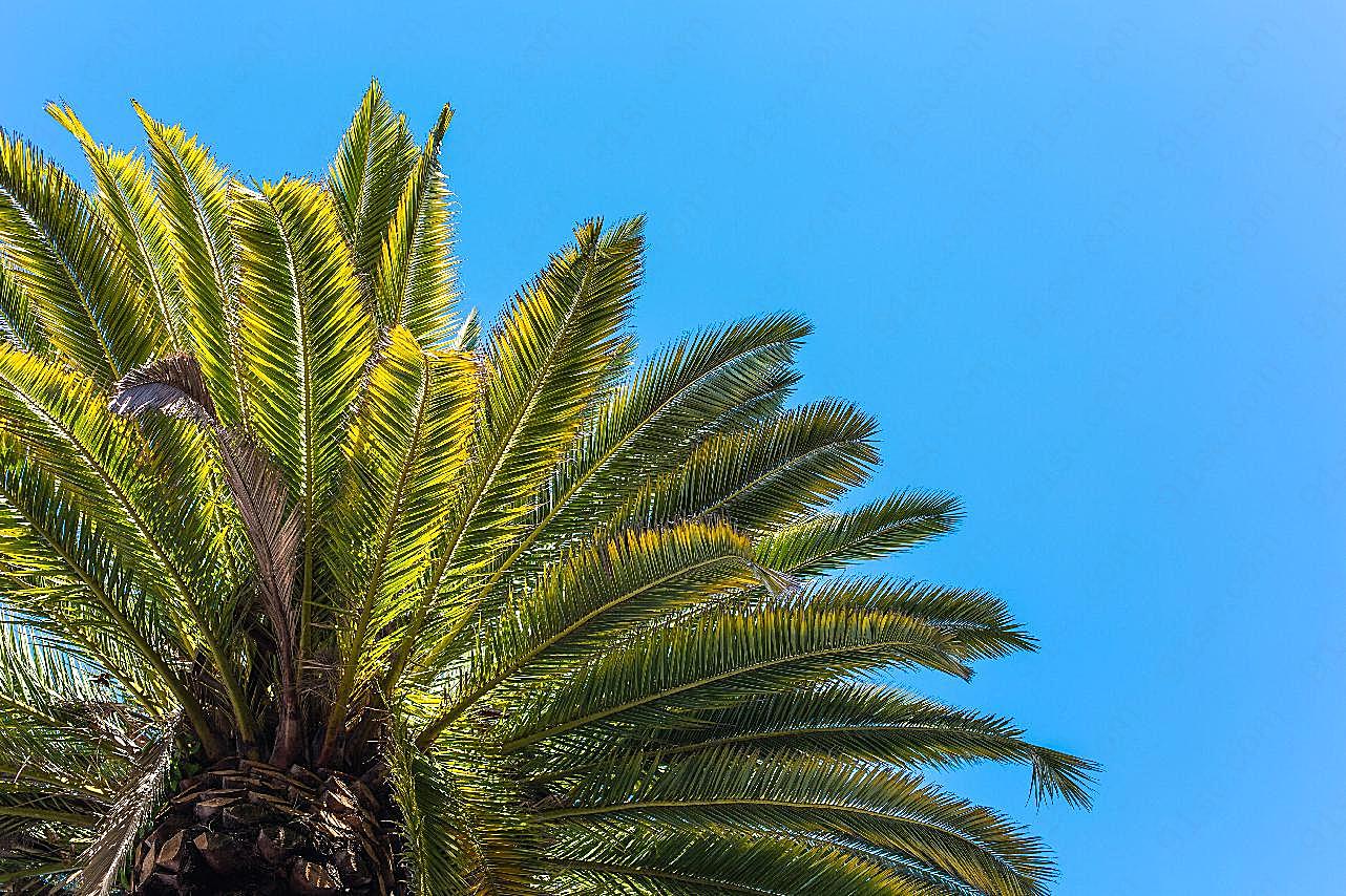 蓝天棕榈树图片树林