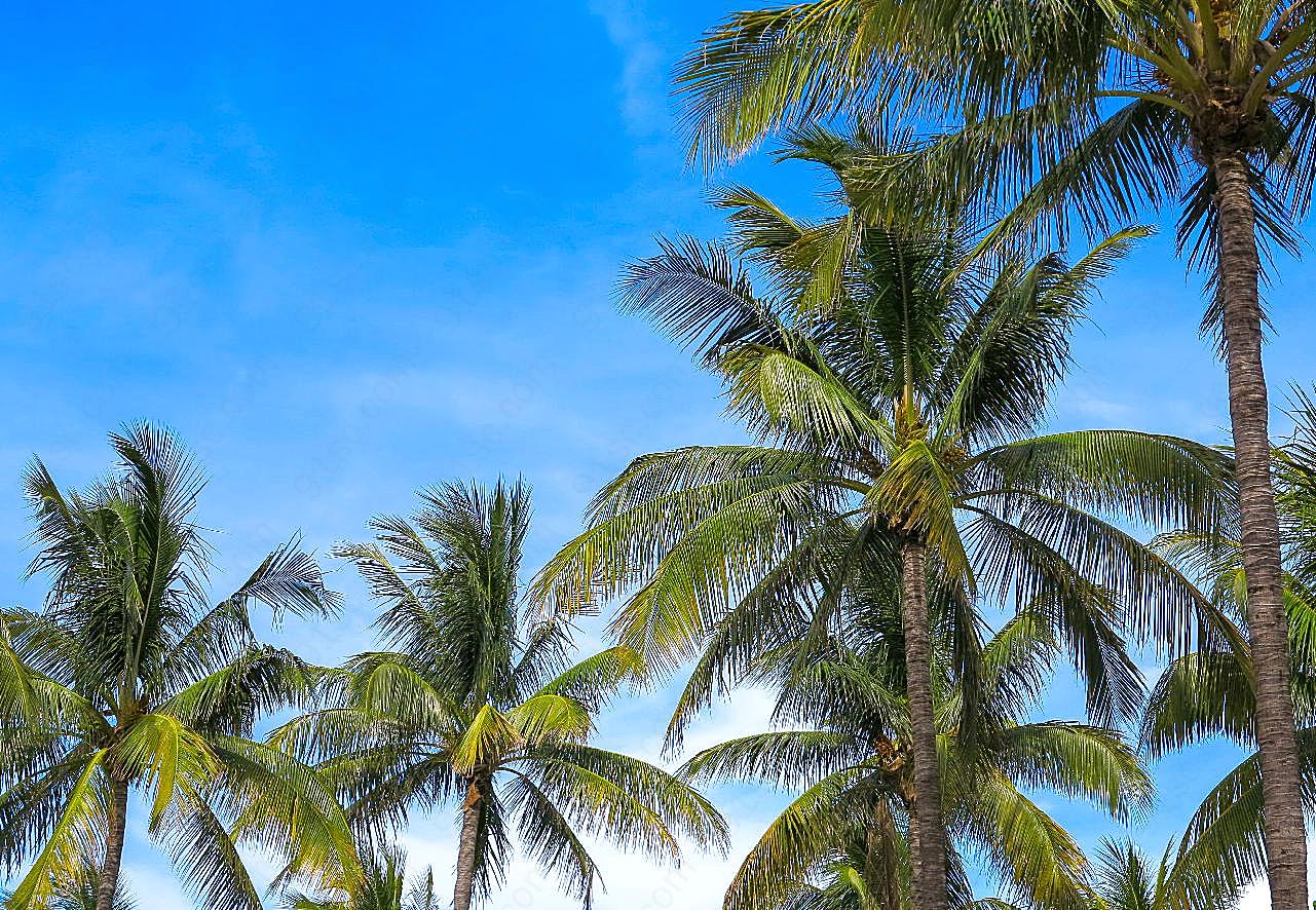 热带海滩棕榈树图片摄影自然