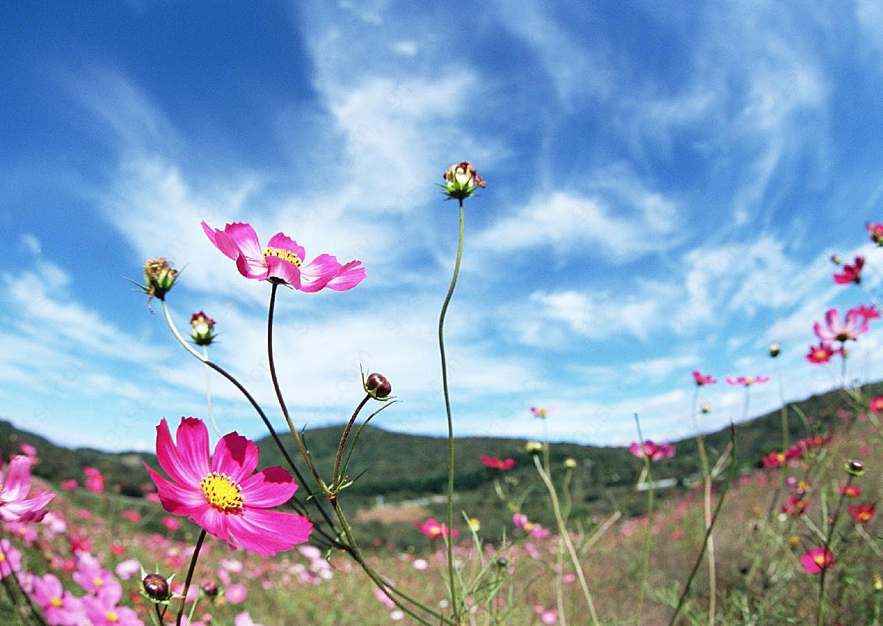 花草特写2086格桑花