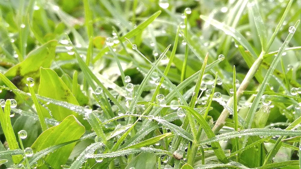 雨珠绿草背景图片高清