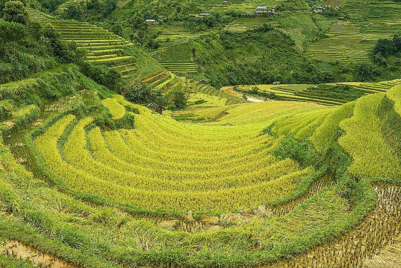 稻田水稻种植图片高清