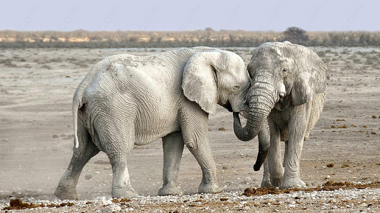 野生非洲象图片摄影高清