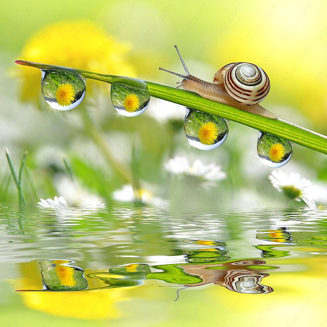 蜗牛与水珠图片昆虫