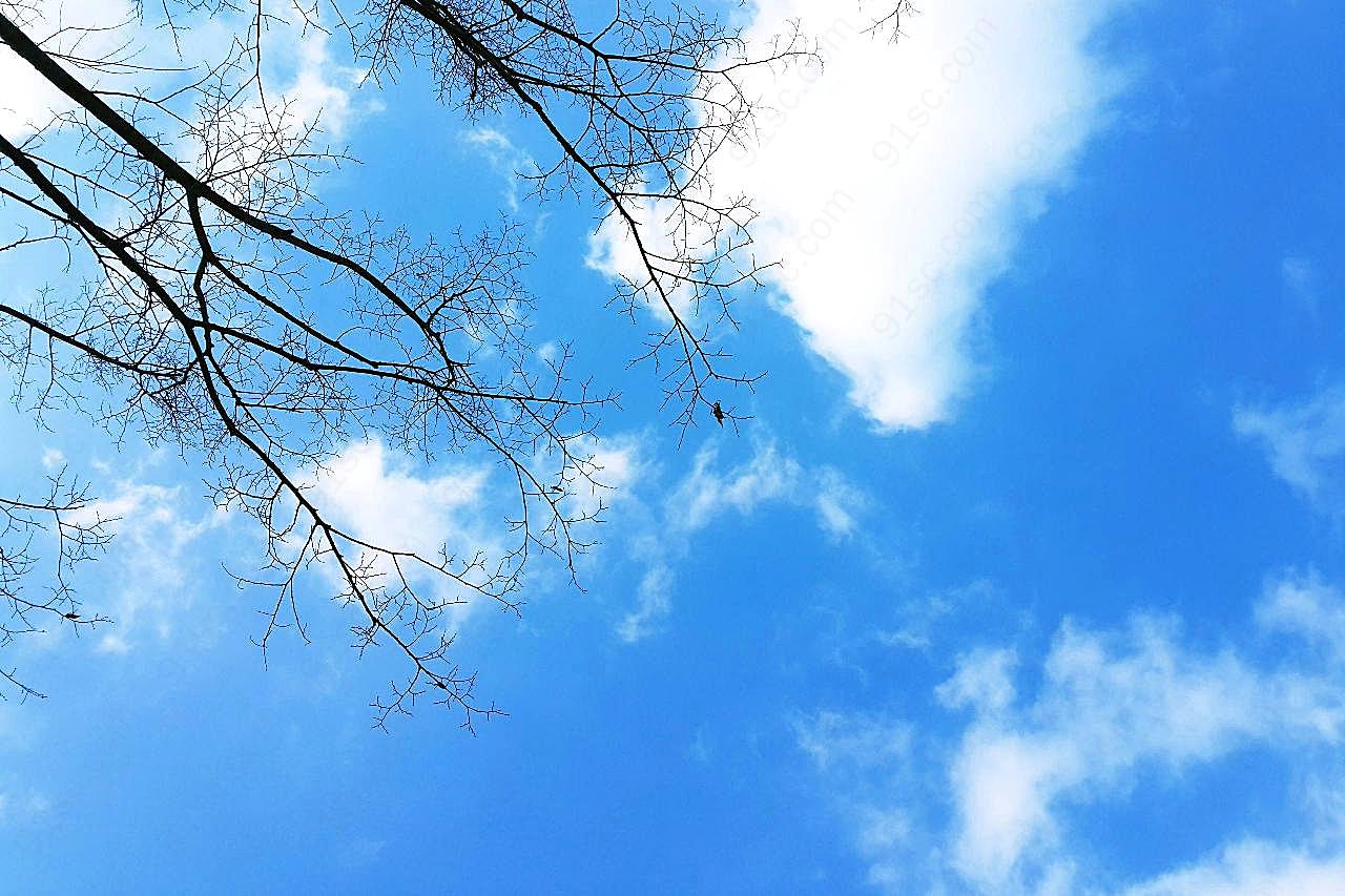 树枝蓝天白云图片天空