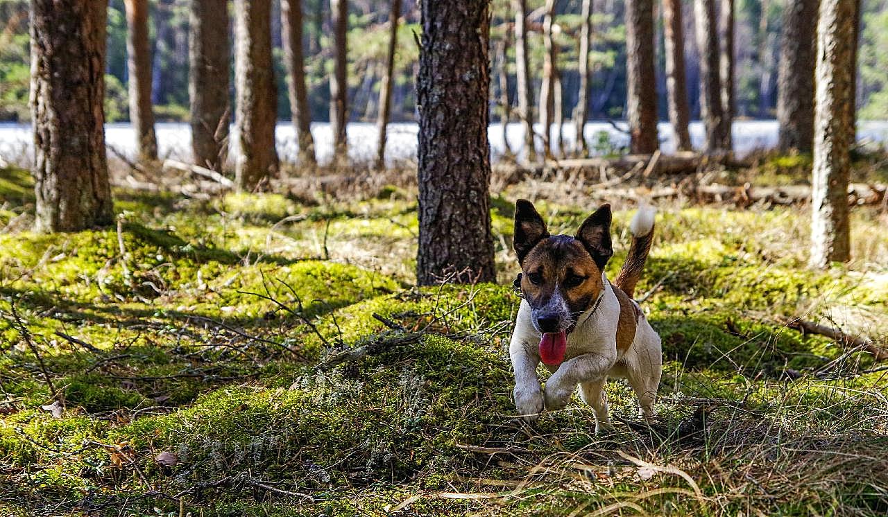 奔跑的小猎犬图片高清摄影