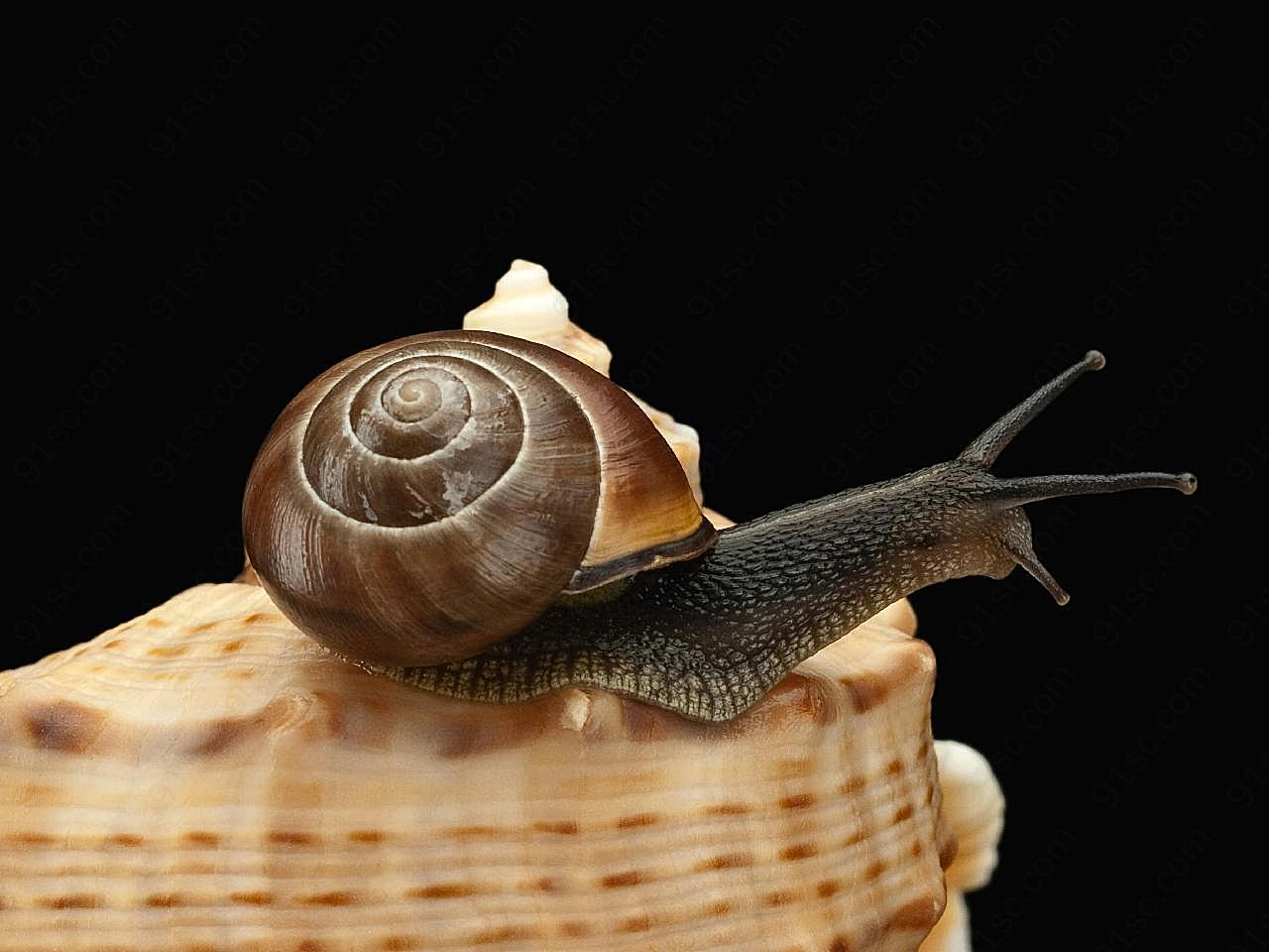 蜗牛图片素材高清摄影