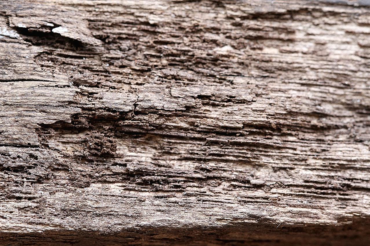 腐朽木头背景图片高清摄影