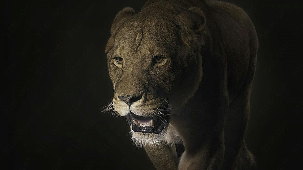 威猛母狮子图片动物图片
