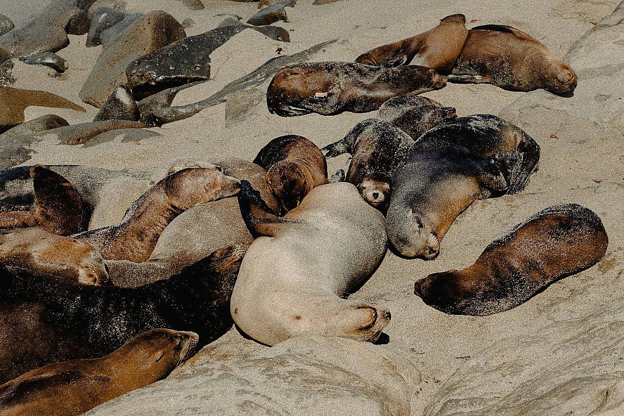 海豹集体睡觉图片海洋生物