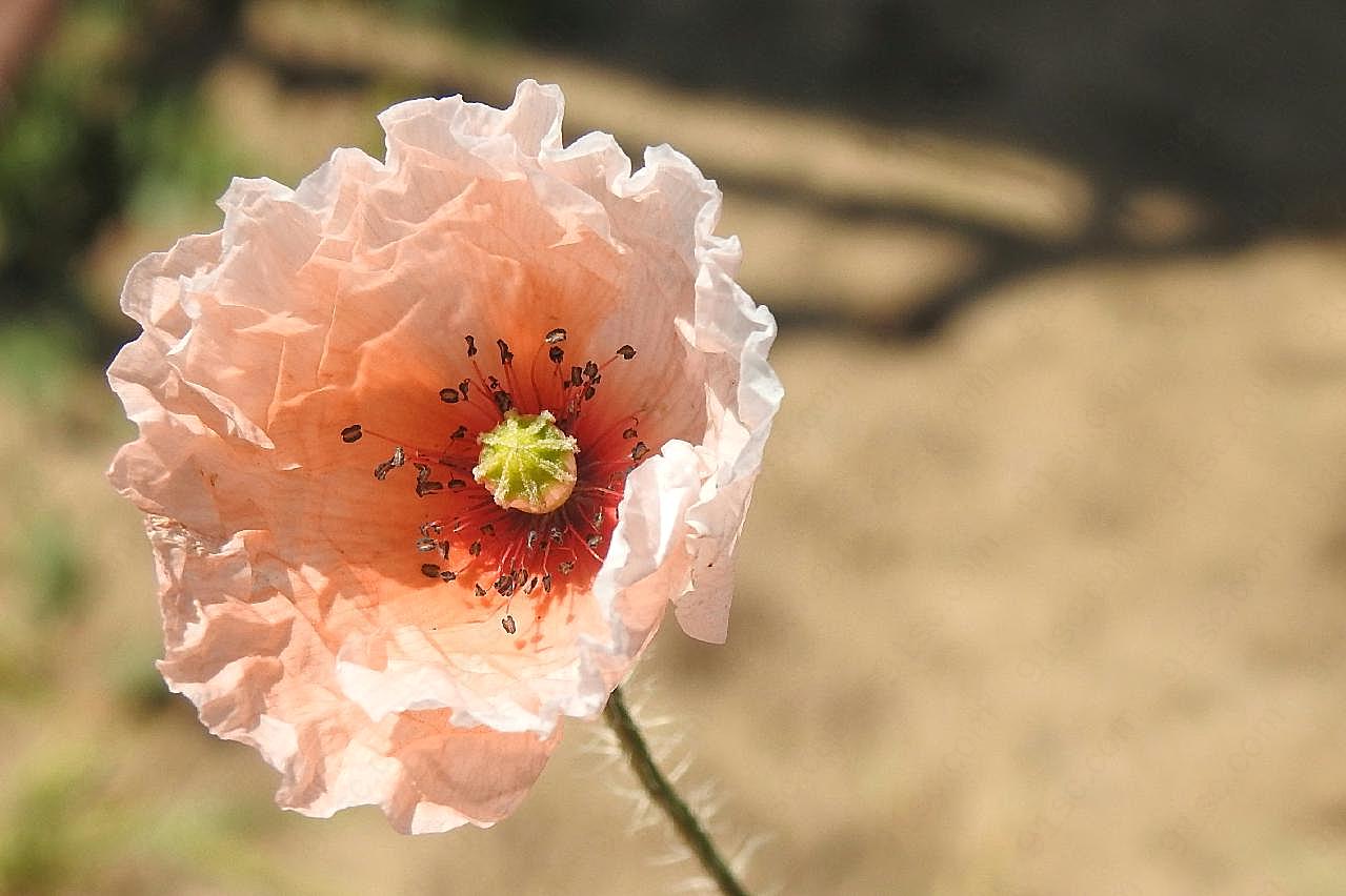 图片罂粟花