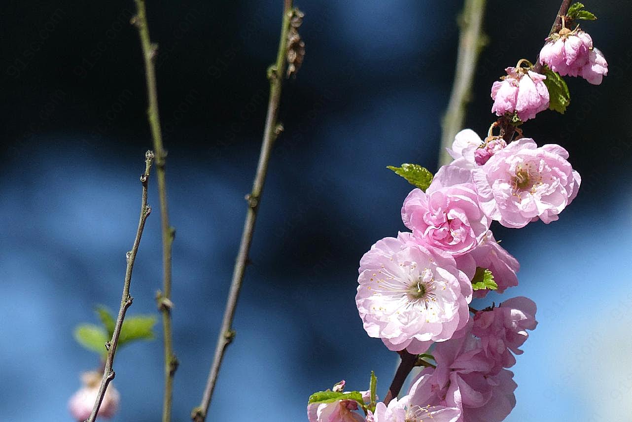 春天摄影图片樱花