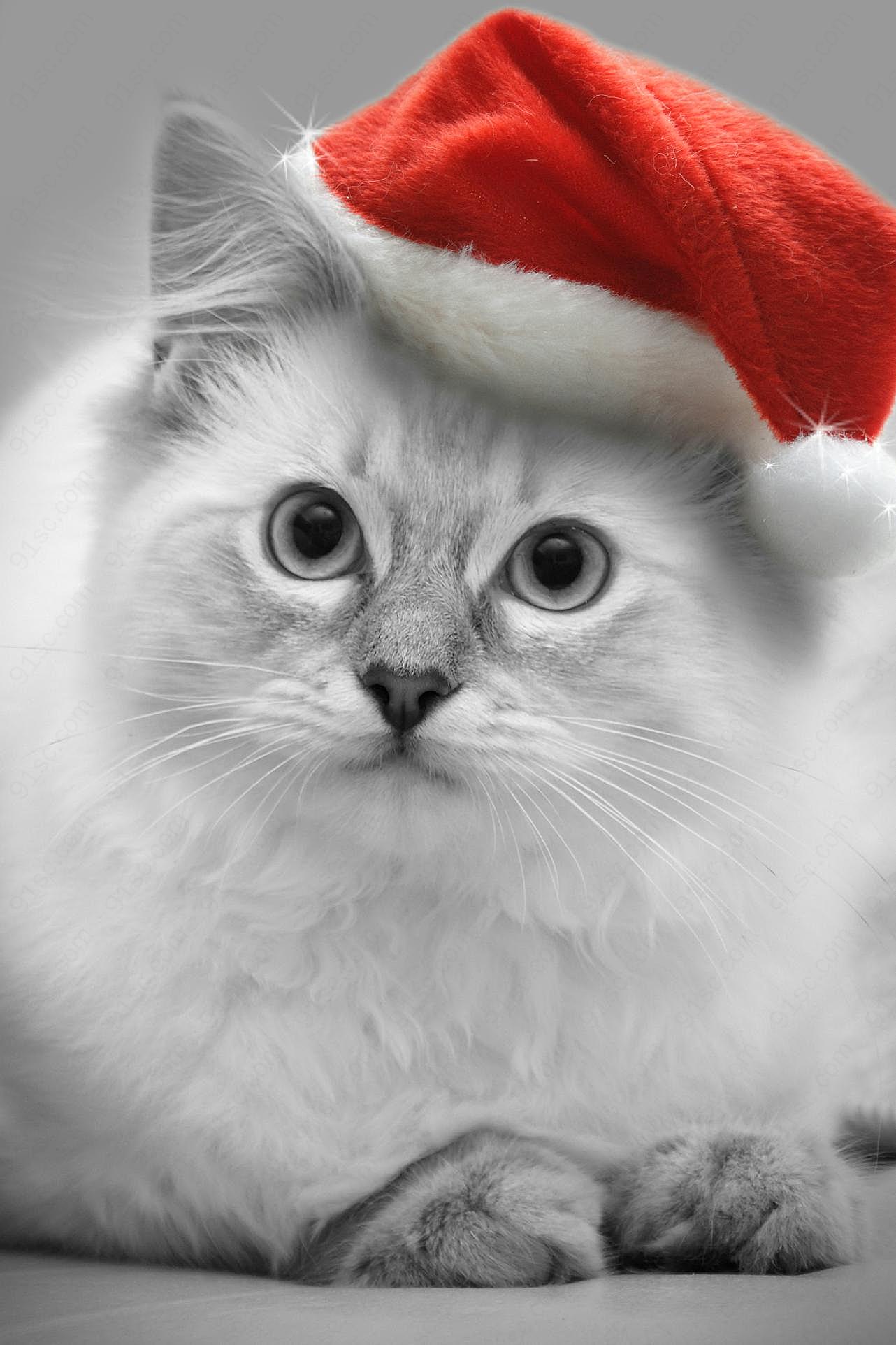 高清圣诞小图片下载猫