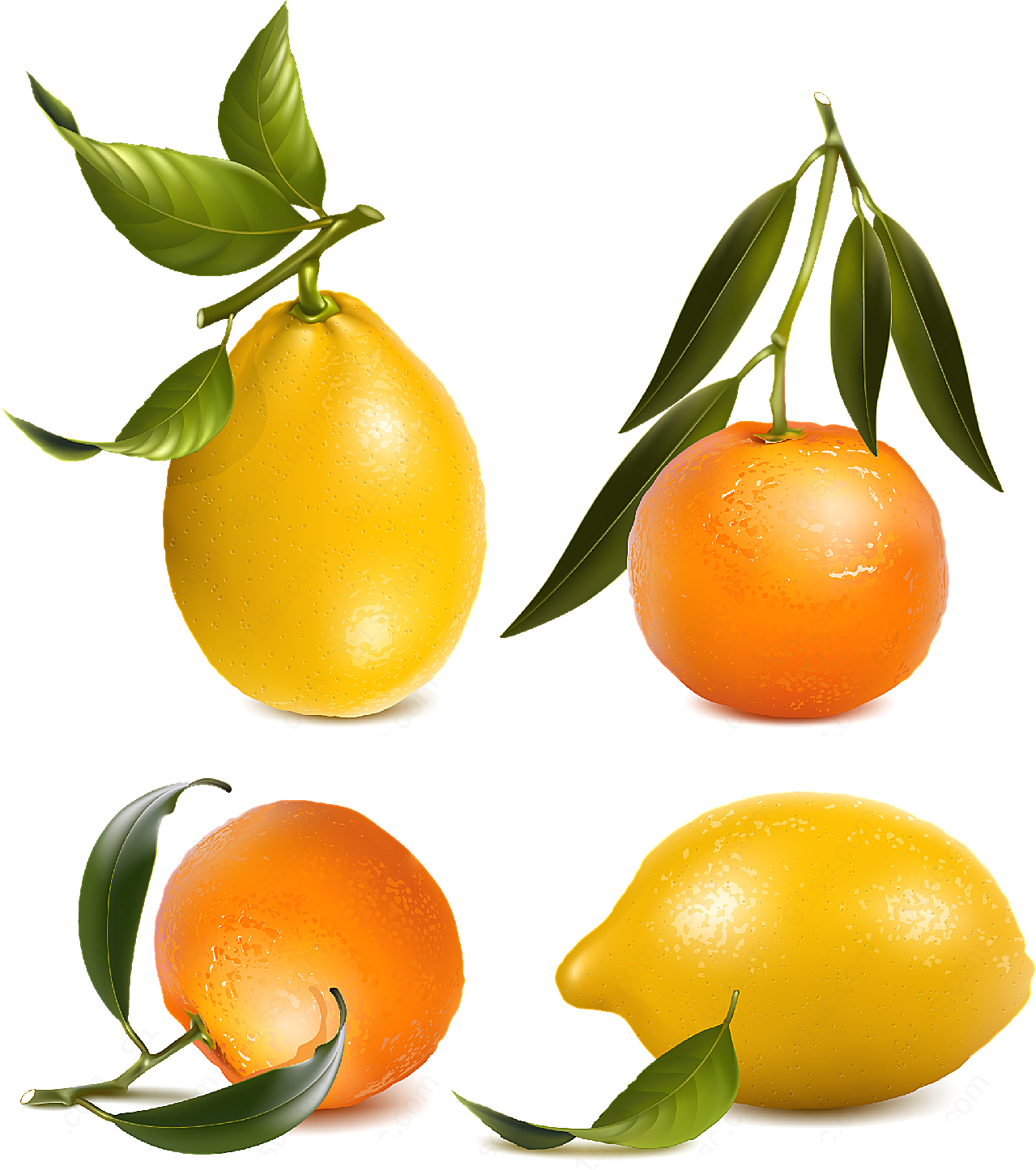 橙子和柠檬矢量矢量水果