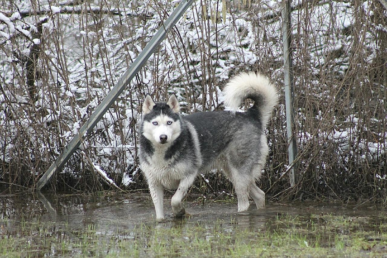一只西伯利亚雪橇犬图片高清摄影