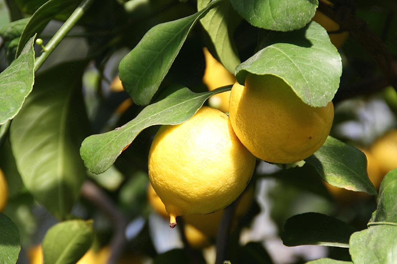果树上黄柠檬图片水果