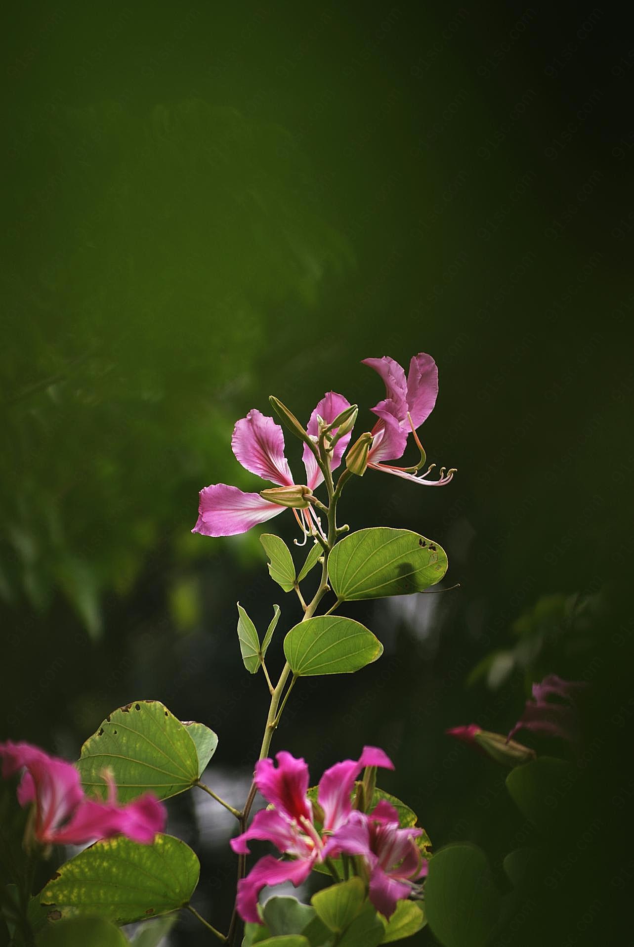 茉莉花摄影高清图片花卉