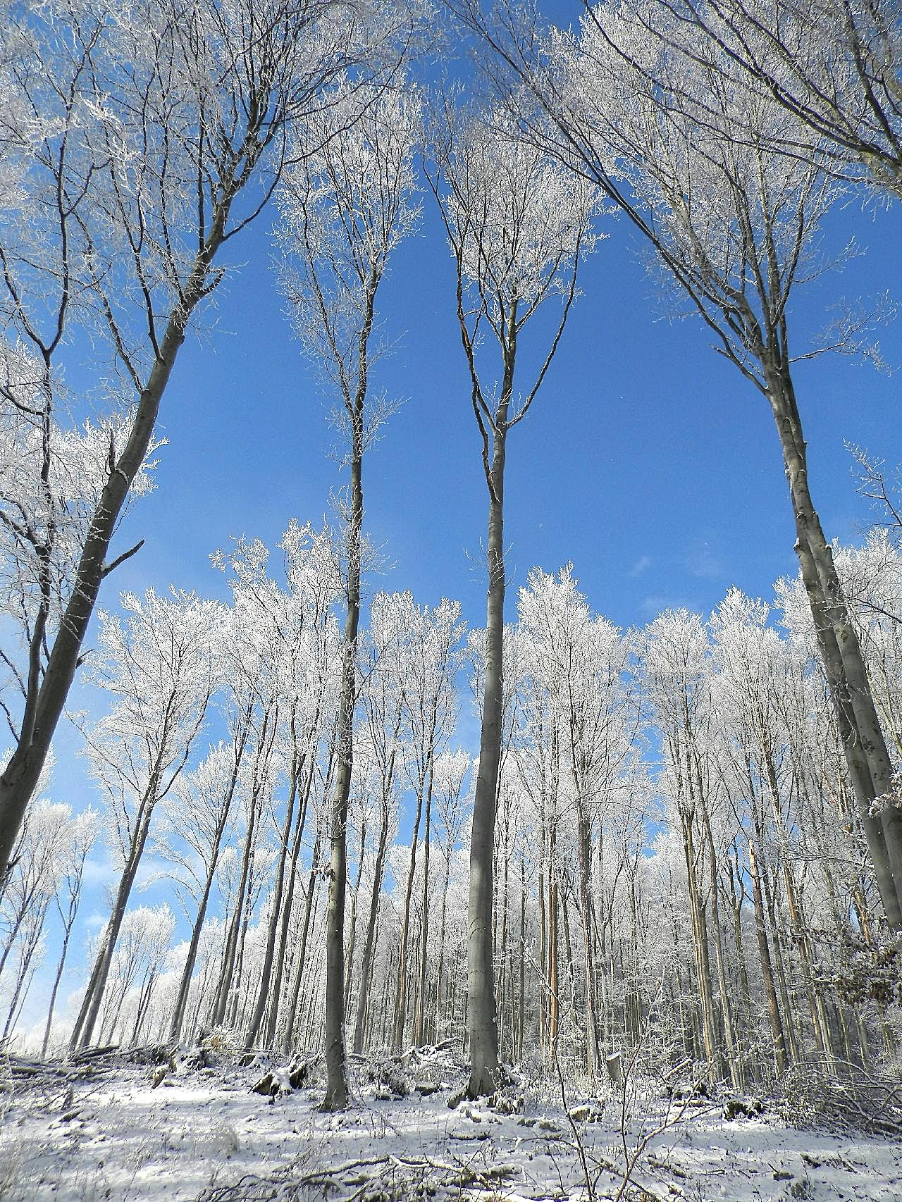 冬天树林图片下载风景景观