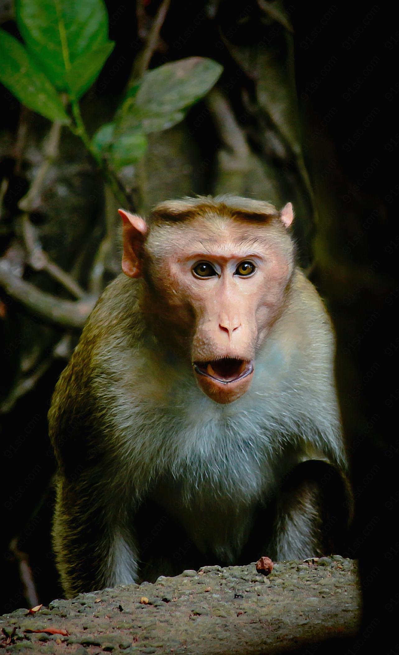 惊讶的猴子图片摄影高清