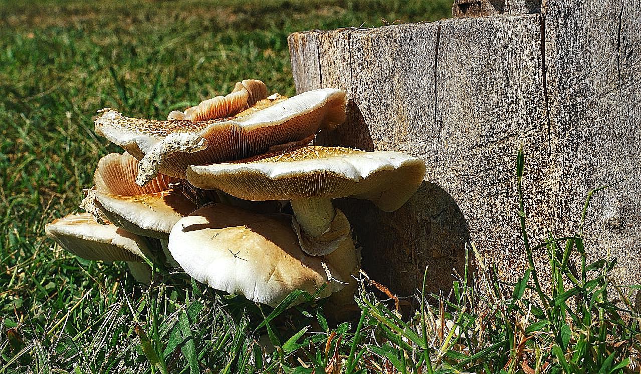 野生木材图片蘑菇
