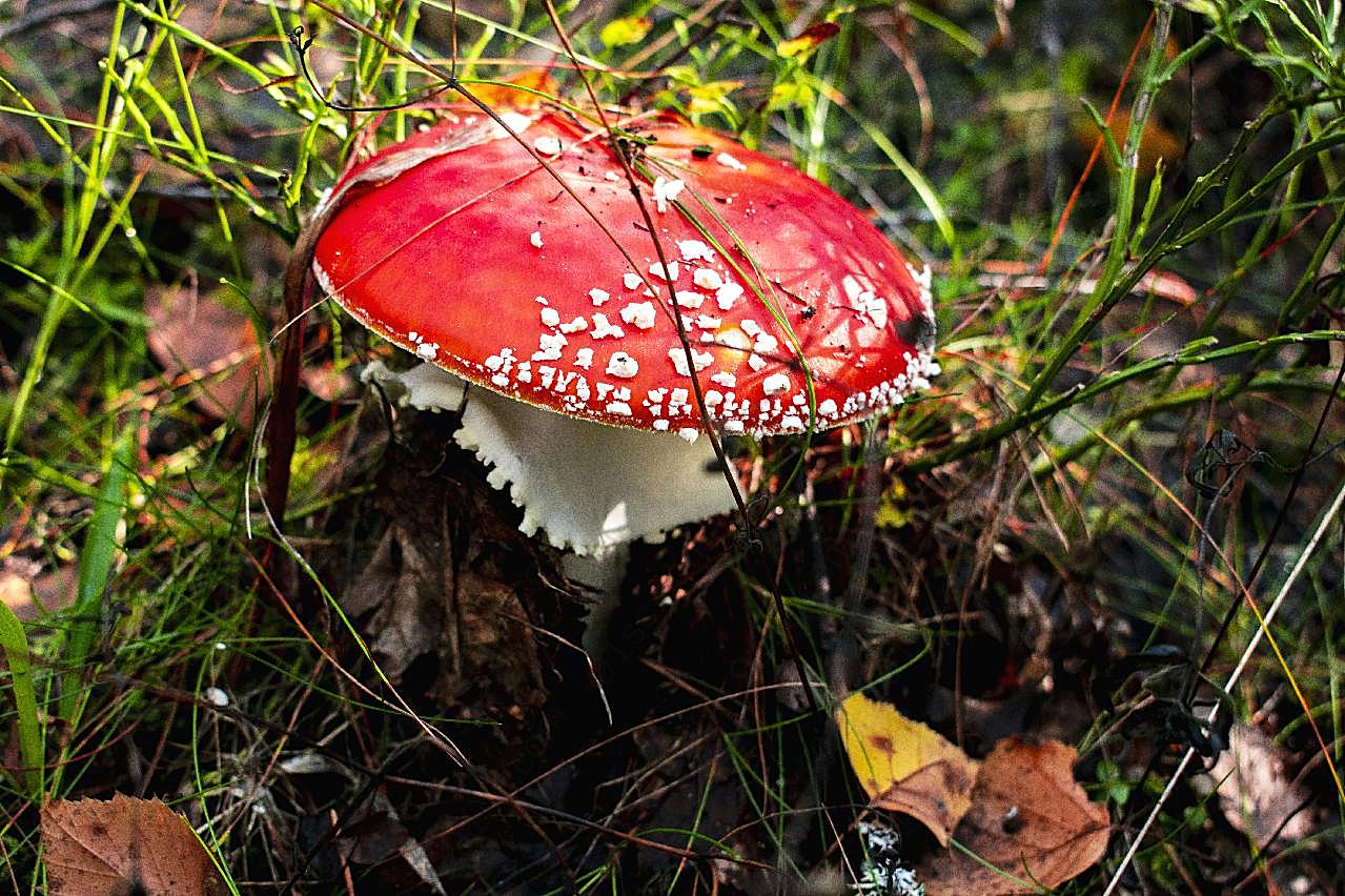 地面鹅膏菌菇图片蘑菇