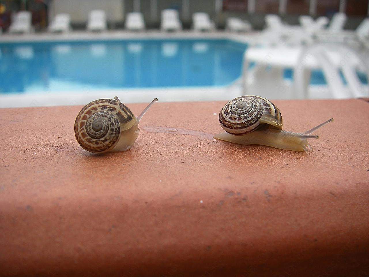两只蜗牛摄影图片爬行动物