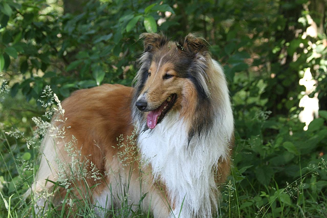 丛林大型牧羊犬图片摄影