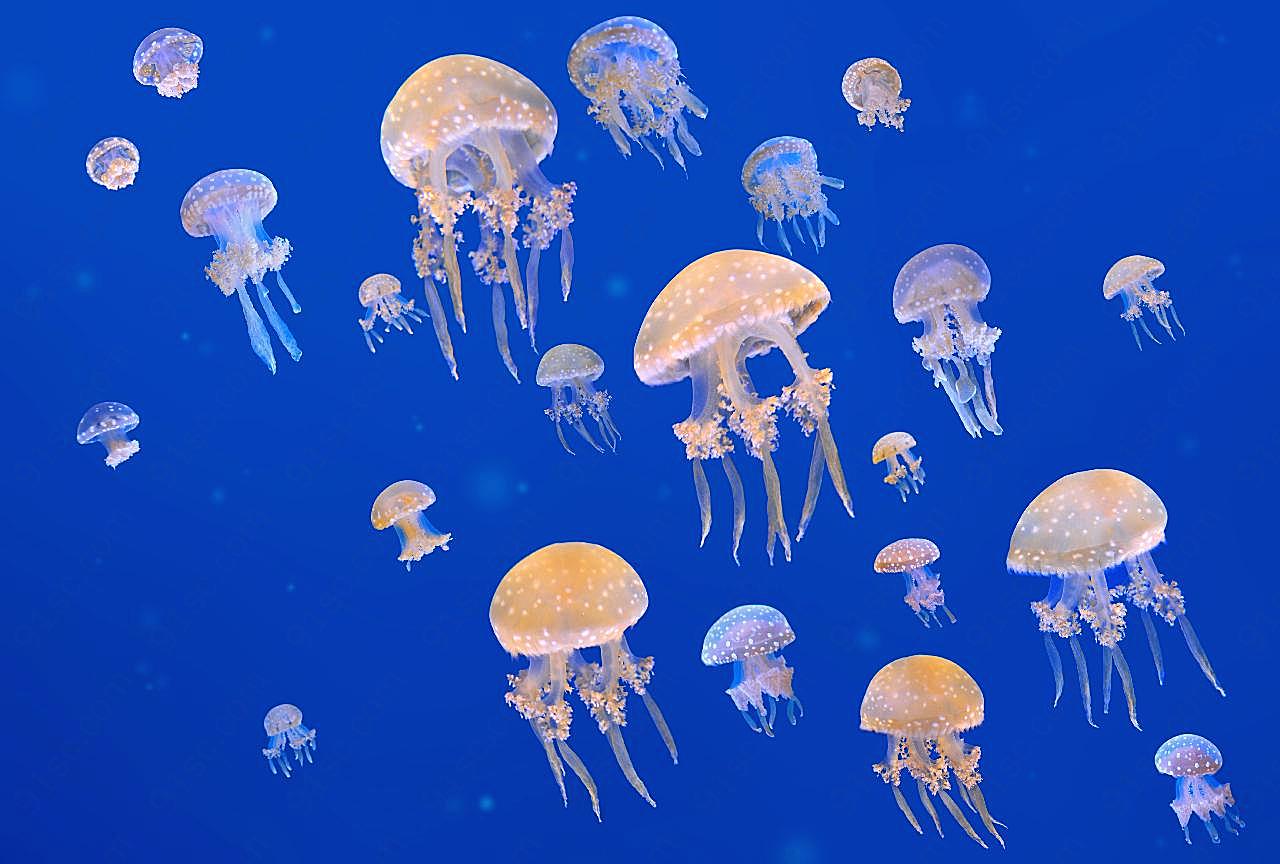 浮游生物图片海洋生物