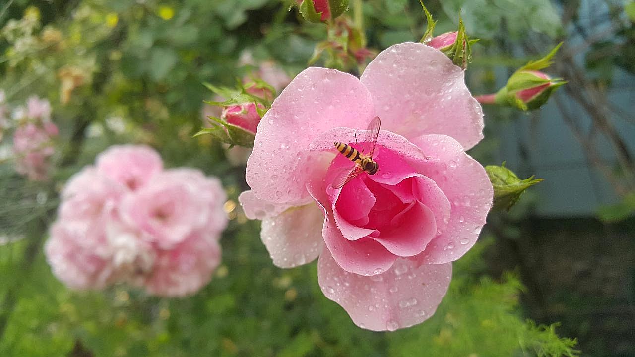 盛开雨后粉玫瑰图片玫瑰花