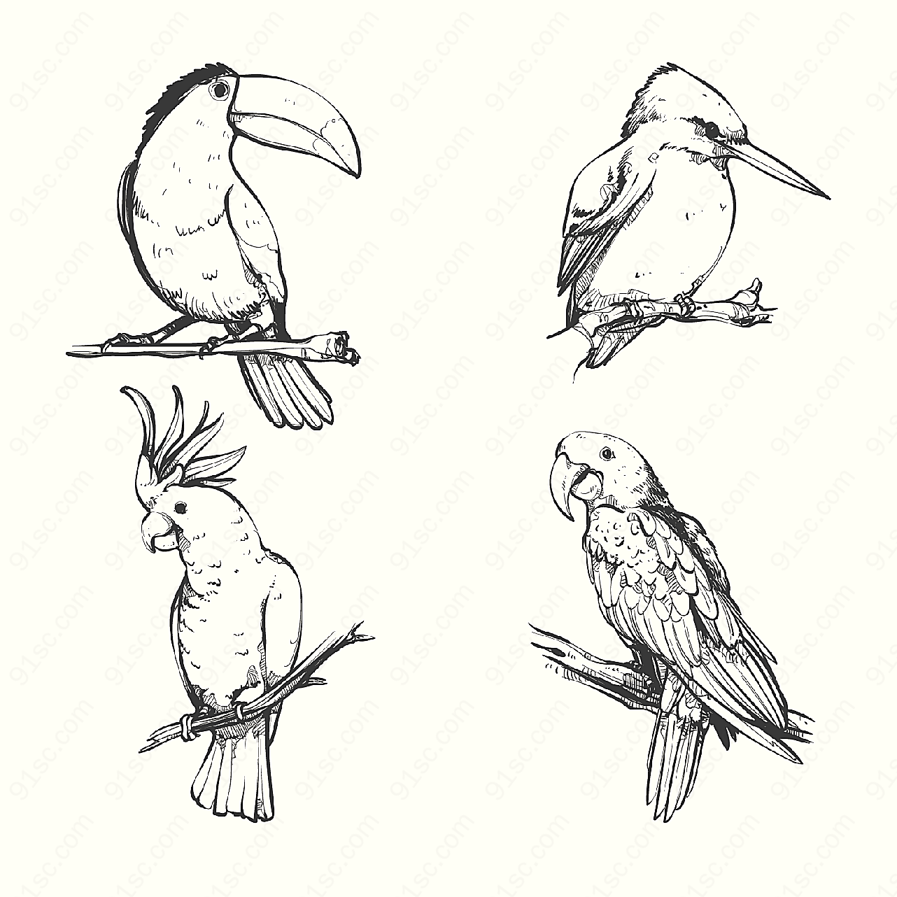 手绘鸟类设计矢量野生动物