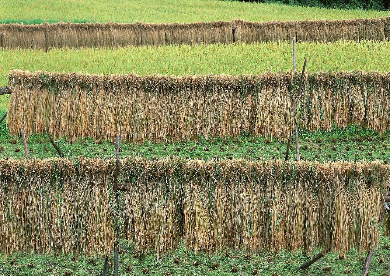 稻田图片风景
