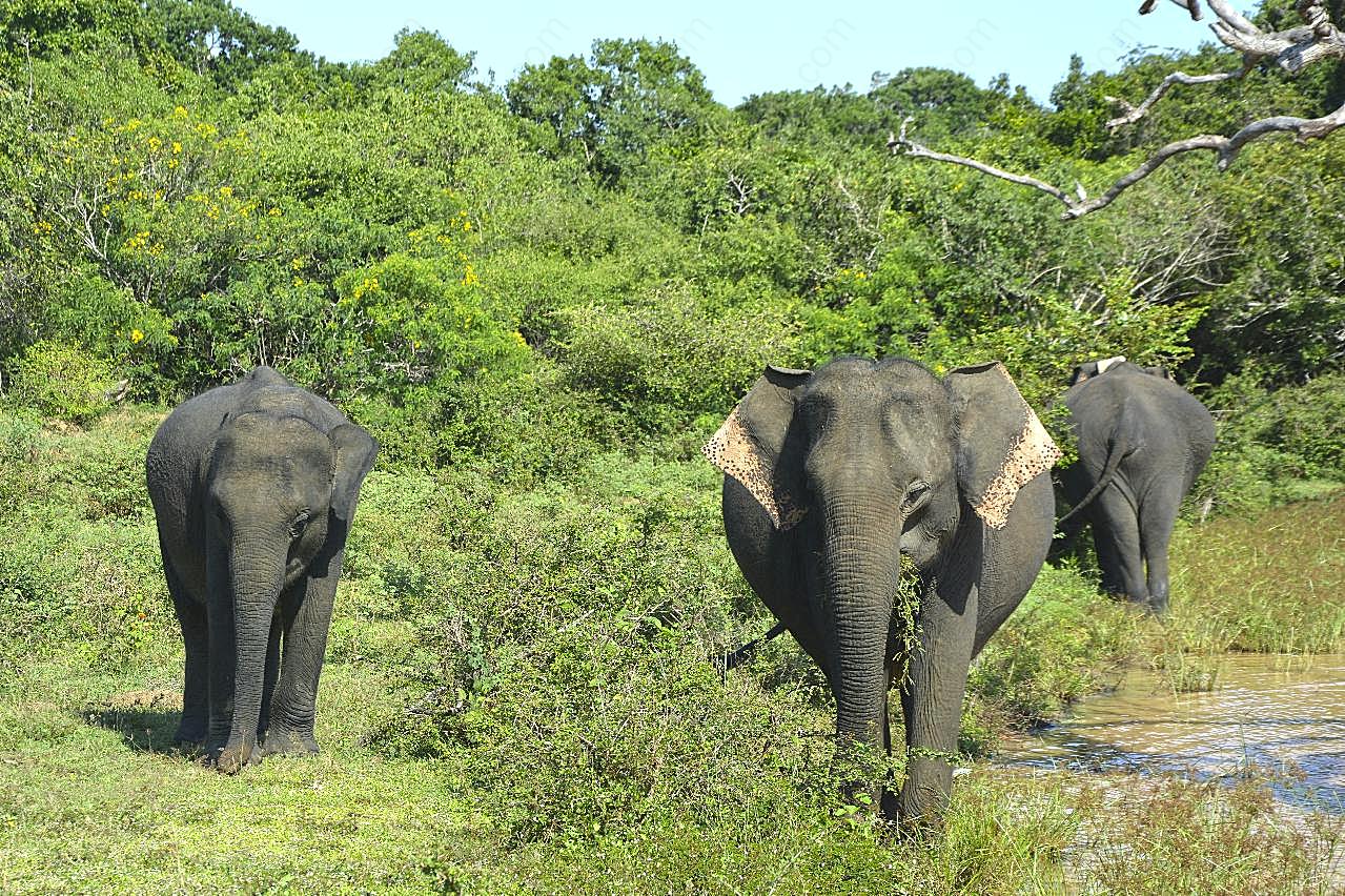 丛林大象群图片摄影