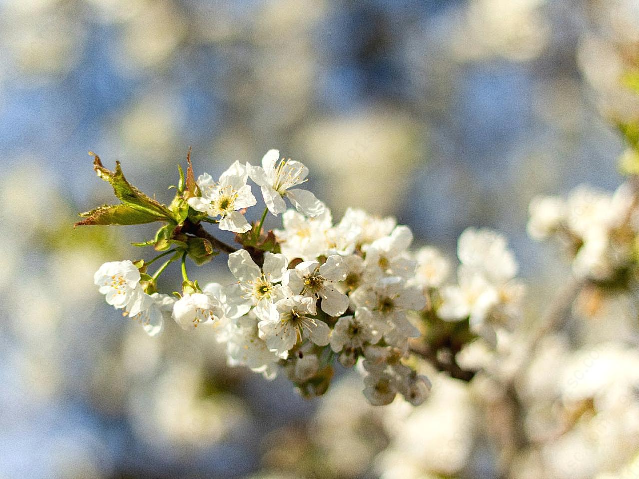 初春摄影图片樱花