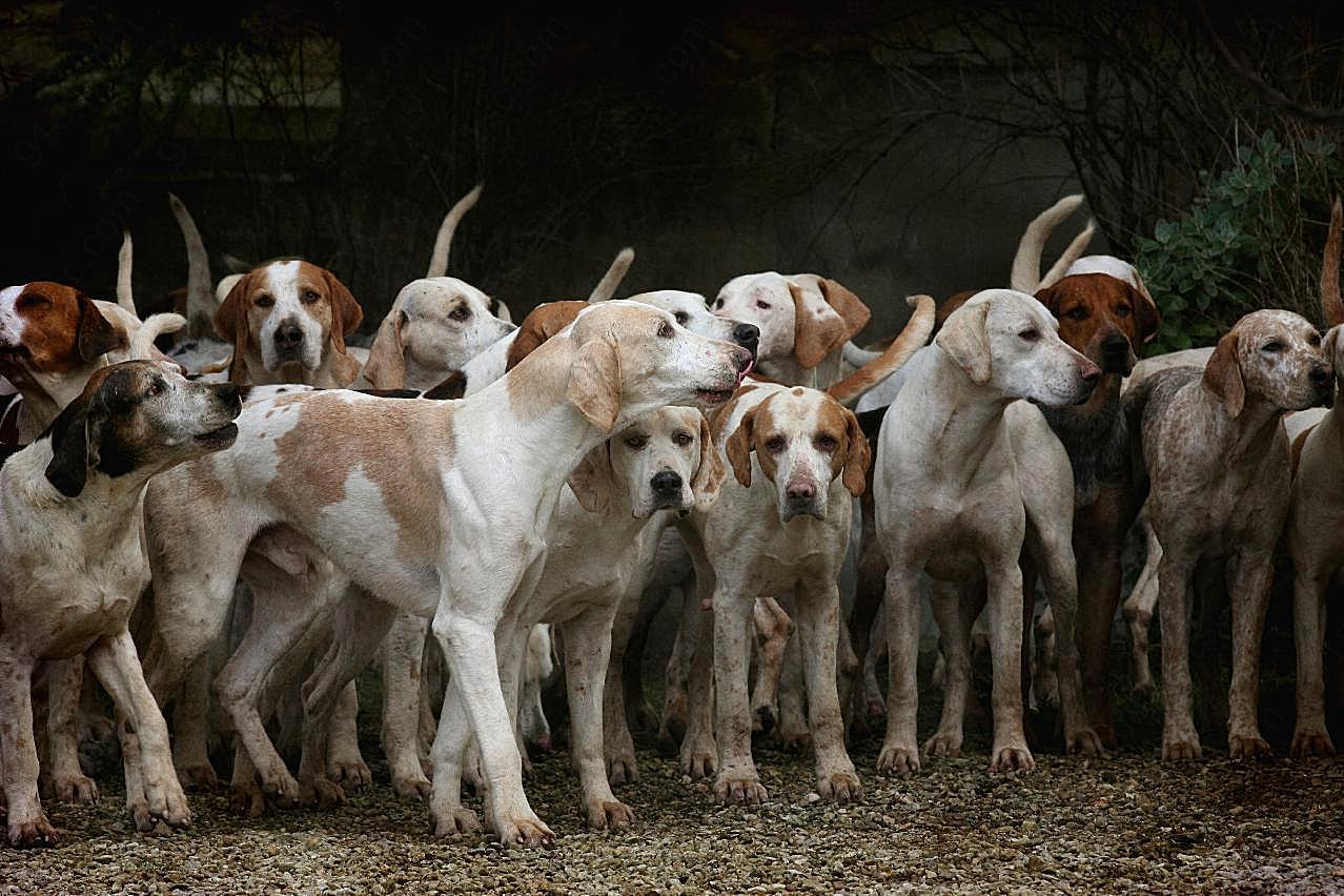 猎犬图片生物高清