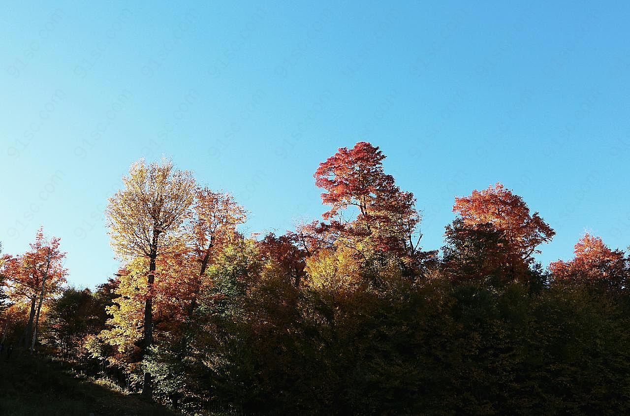 秋天颜色树木图片树林