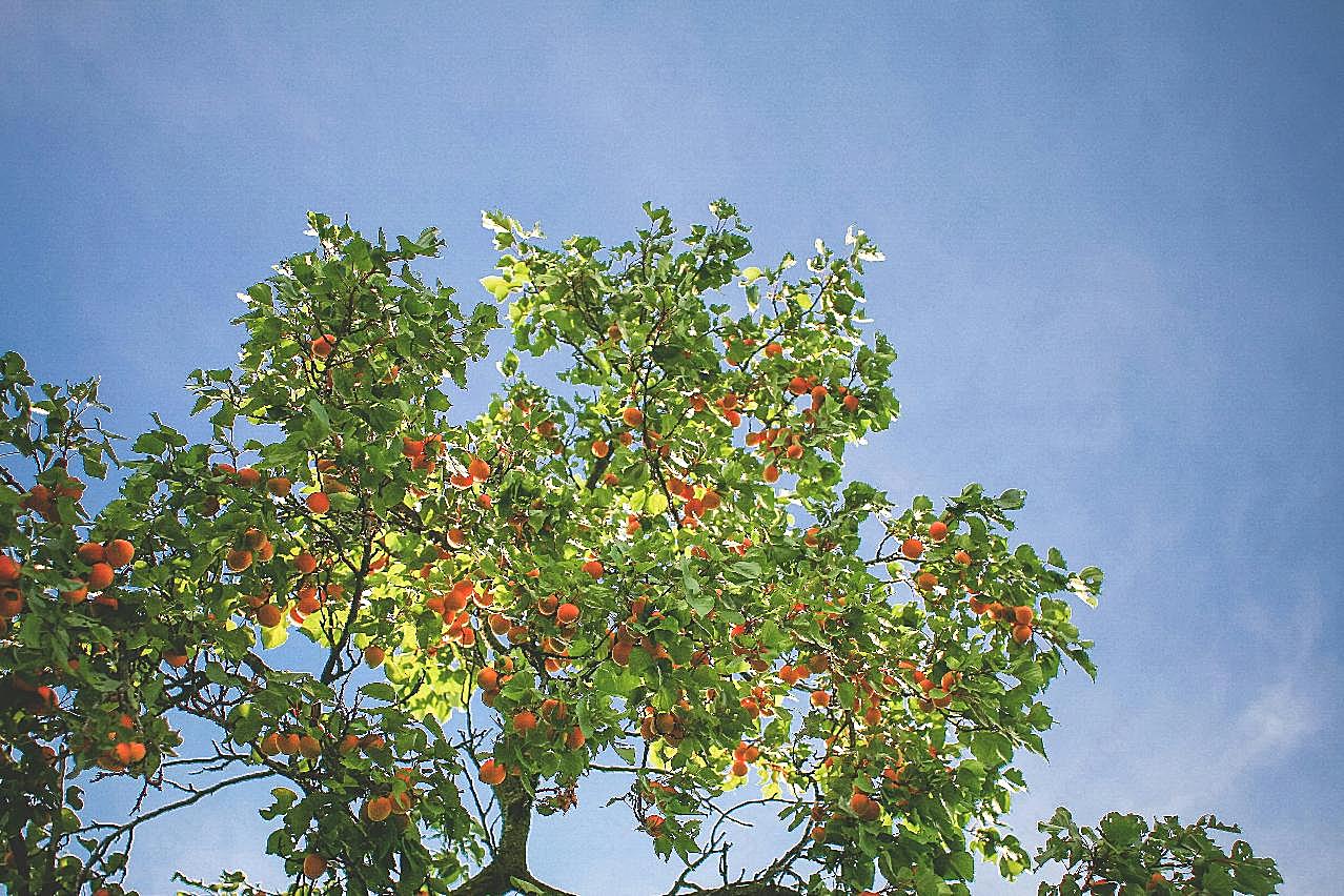 杏树高清图片自然