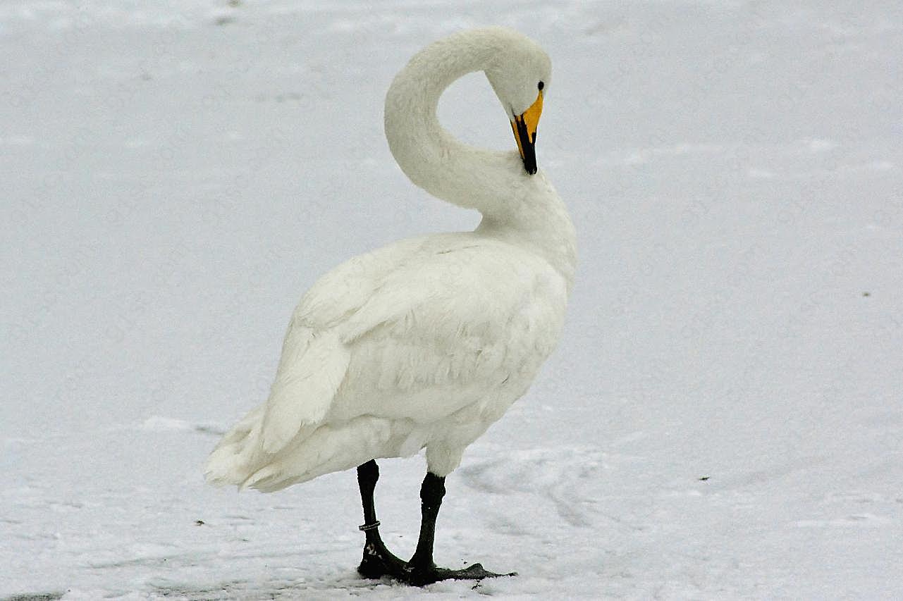 雪地上的大白鹅图片高清