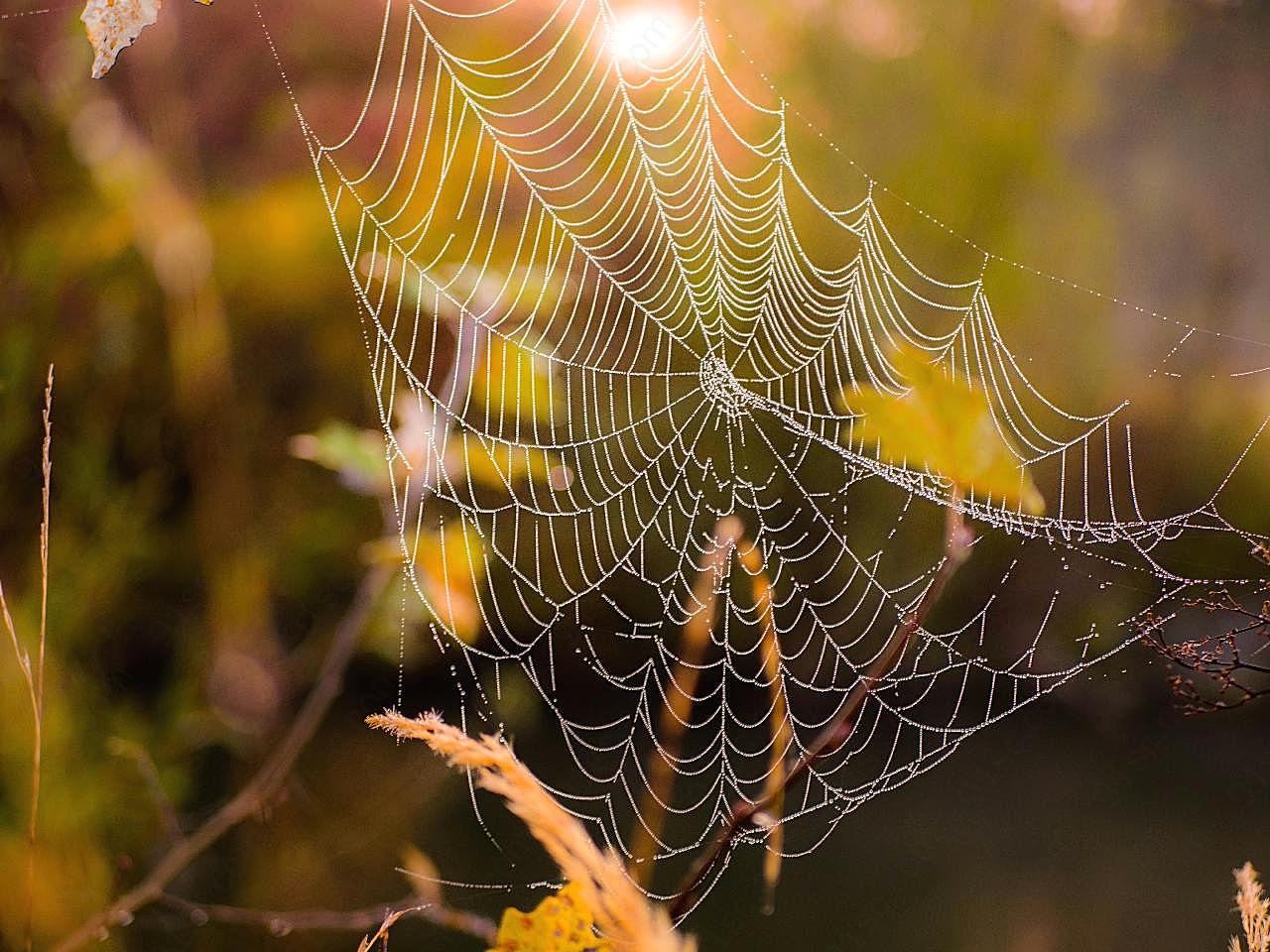 清晨蜘蛛网图片生物摄影