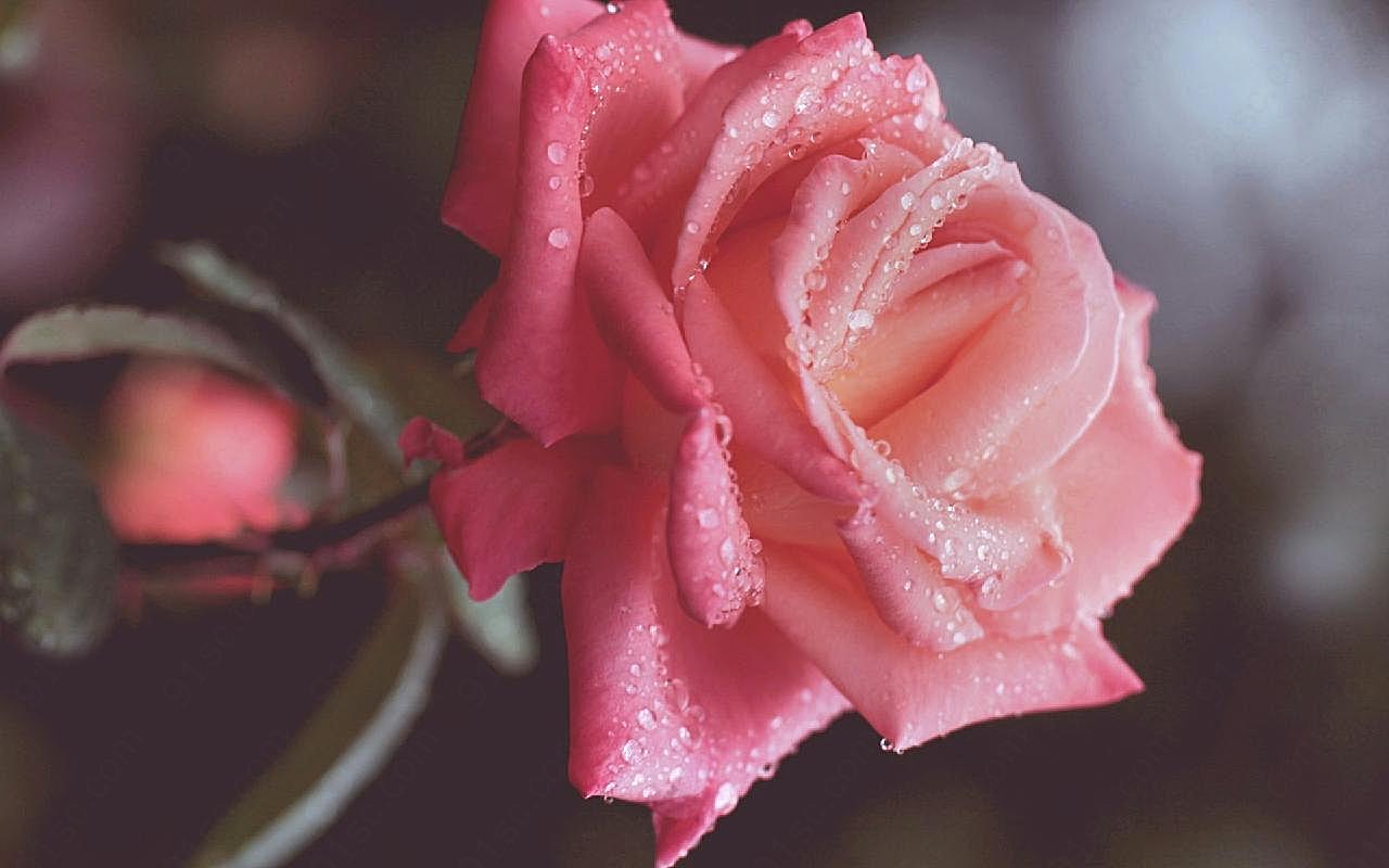 露水玫瑰图片高清摄影