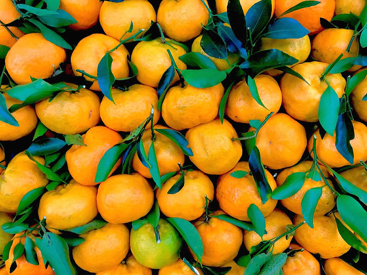 新鲜的柑橘图片图片水果