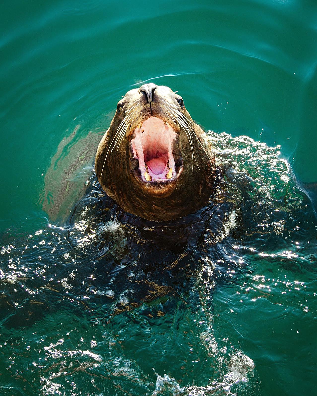 水中的海狮图片海洋生物