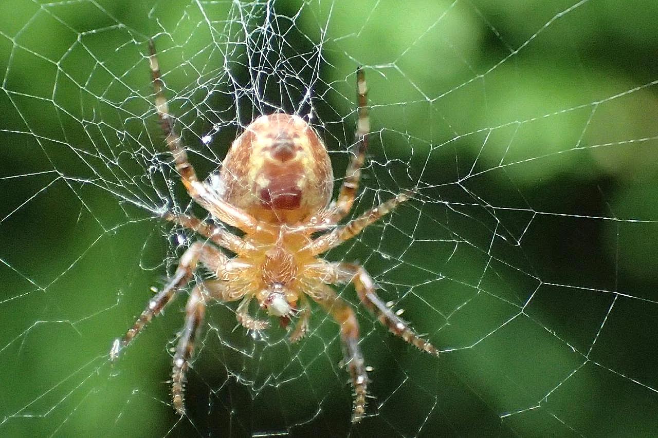 知网的大蜘蛛图片摄影