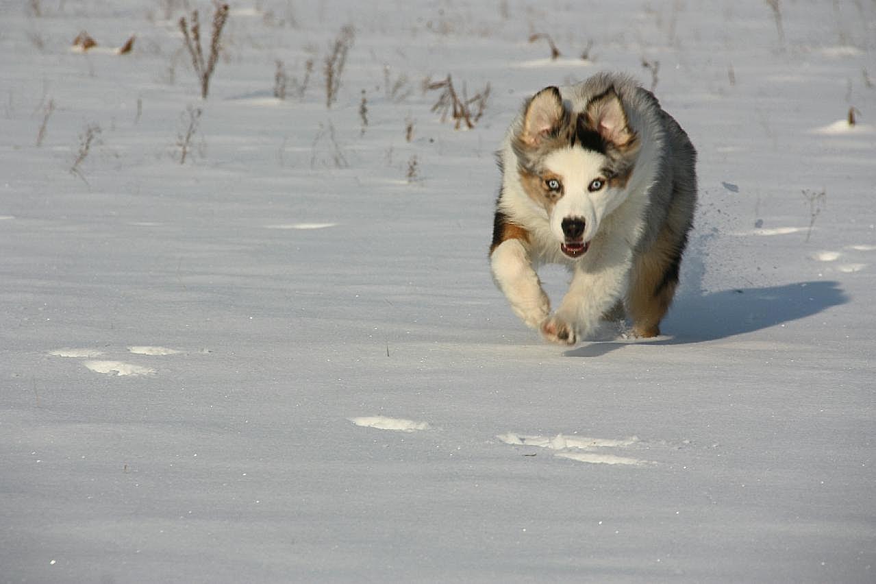 雪地哈士奇雪橇犬图片摄影
