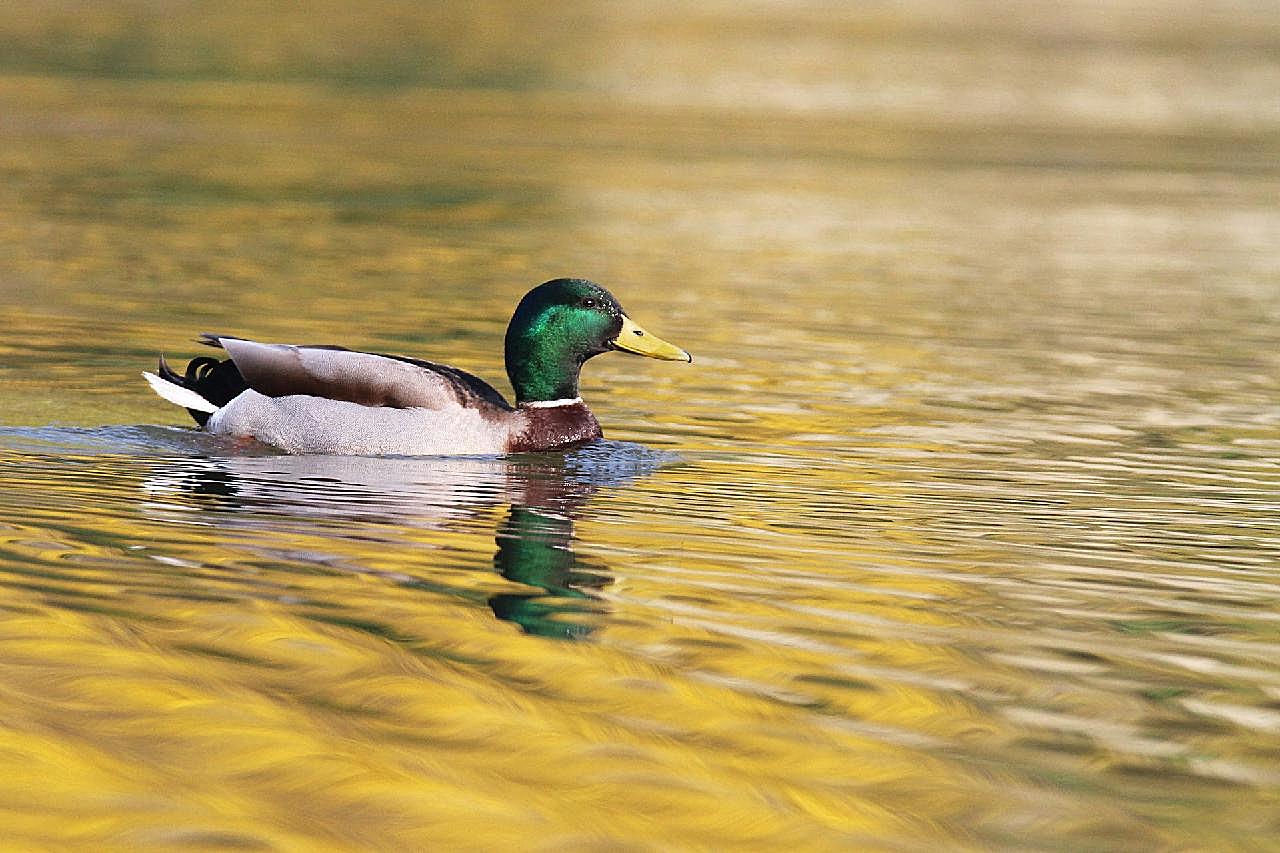 游水的绿头鸭图片高清摄影