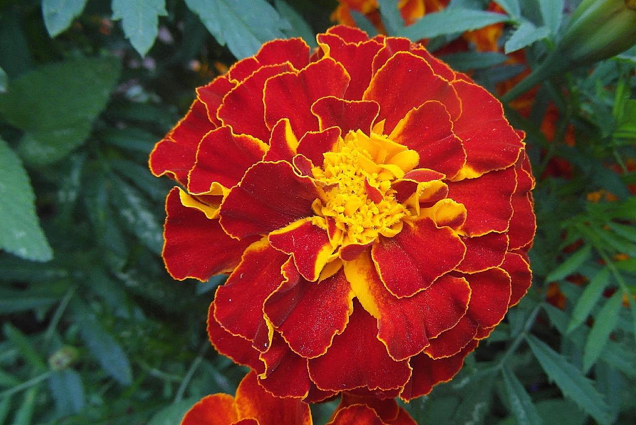 万寿朵微距图片菊花