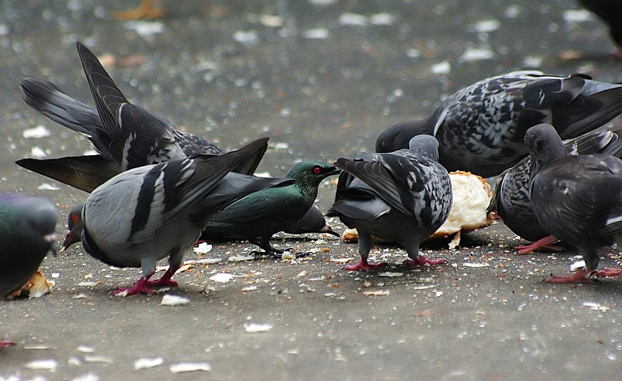 一群鸽子进食图片高清摄影