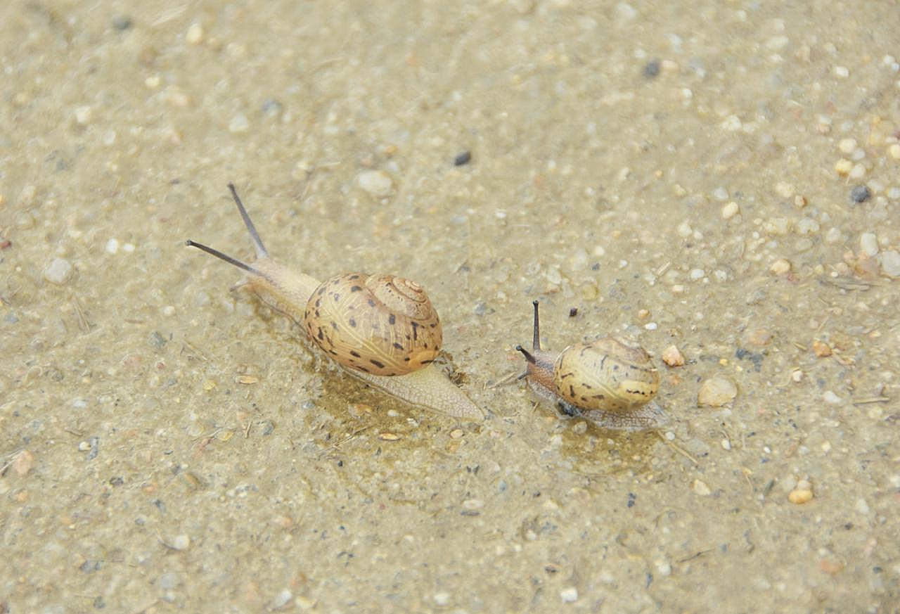 大蜗牛小蜗牛图片高清摄影