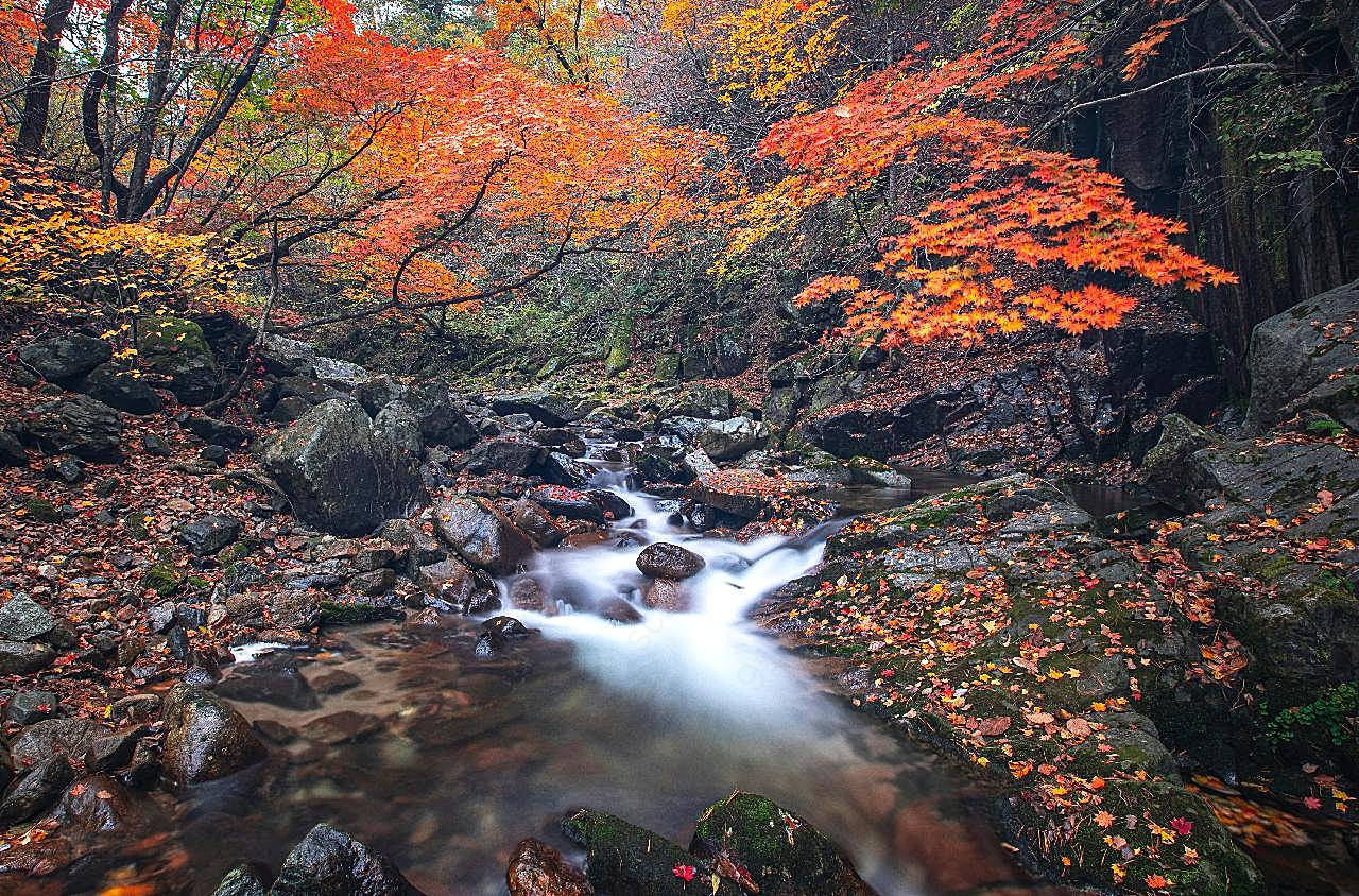 秋季森林小溪风景图片自然风景