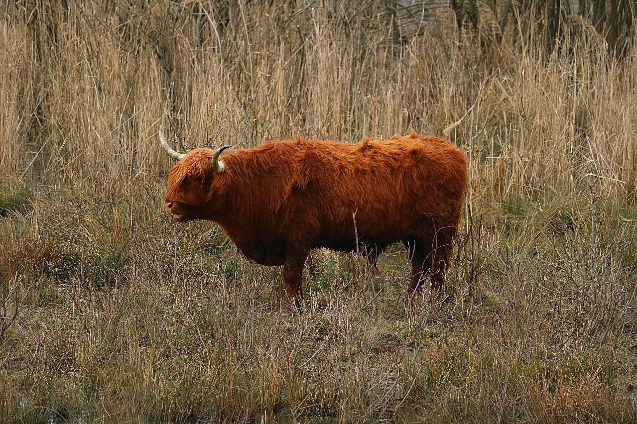 苏格兰高原牛图片摄影高清