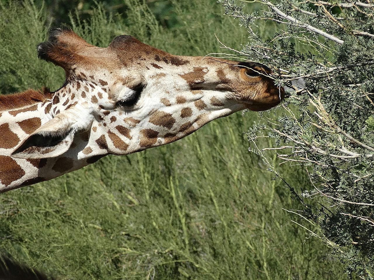 野生长颈鹿进食图片摄影高清