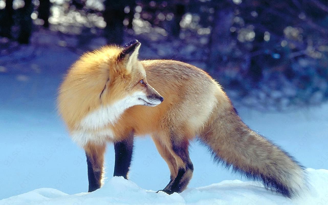 狐狸图片下载动物图片